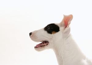 麻生区のペットホテルは個室で快適