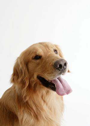 愛犬の療法食を買うならこちらの通販