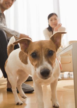 充実したペット用品を通販で販売する会社