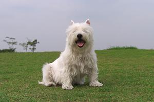 ブリーダーから豆柴を購入できる