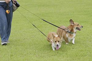 旭川市の緑の森どうぶつ病院 旭神センター病院｜最新設備と動物に優しいケアを提供