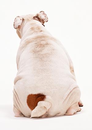 ペット保険を探しているならチェック