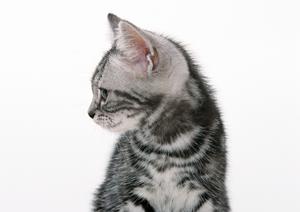 うさぎカフェに行かれる人が増えています