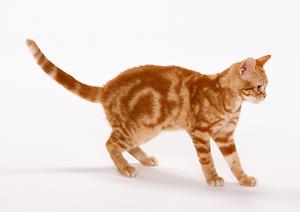 可愛いうさぎと一緒の時間が過ごせる場所