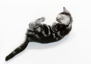 肉球クリームでペットの乾燥を守る