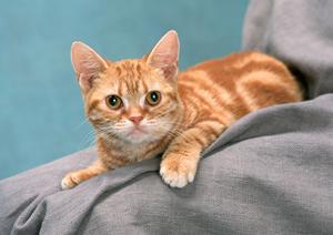 トリミングで飼い犬をケア出来る渋谷区のサロン