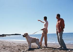 マンチカンのブリーダーによるサイトが人気です