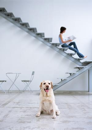 豆柴のブリーダーで評判が高い業者です