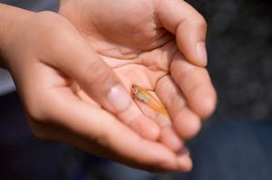 犬が楽しめる木製玩具を手に入れるなら